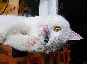 two different colored eyes, blue, white, hi, cute, cat, orange, male HD wallpaper