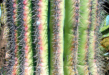 Saguaro Close-Up, arizona, thorny, phoenix, saguaro, desert botanical garden, cactus, thorn HD wallpaper