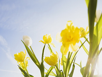 Plants, Flowers, Tulips, Clear Sky HD wallpaper