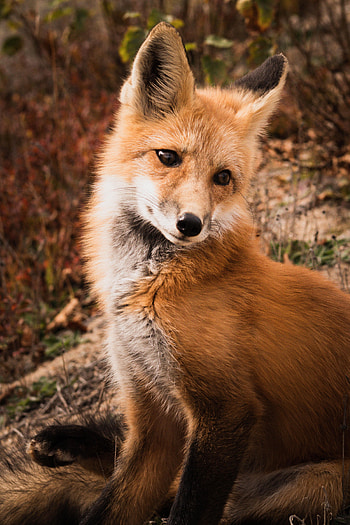 Animals, Fox, Predator, Animal, Nice, Sweetheart HD phone wallpaper