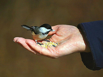 Offering a hand, chickadee, bird, trust, man, seed, hand HD wallpaper