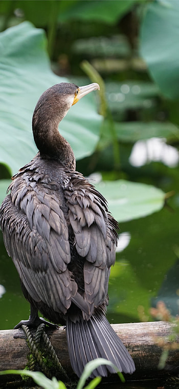 Latest cormorant , High-quality ry, Avian beauty, Stunning visuals HD phone wallpaper