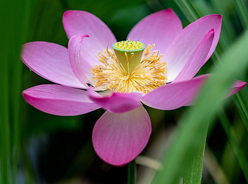 Lotus flower blooming, Exquisite blossoms, Nature's miracle, Captivating transformation HD wallpaper