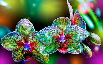 Orchids, neon, pink, flower, green, orchid HD wallpaper