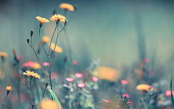 Flowers, Plant, Macro, Field HD wallpaper