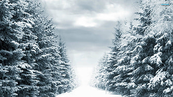 Snowy Winter Path, winter, trees, nature, snow HD wallpaper