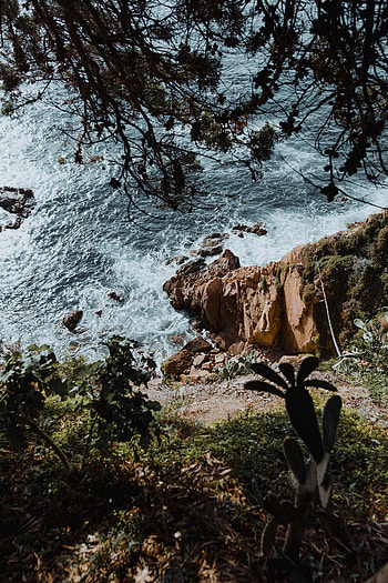 Nature, Cactuses, Sea, Rock, Branches HD phone wallpaper