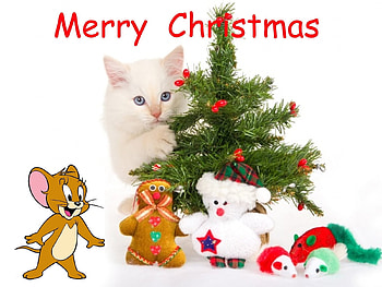 Merry Christmas From Jerry 46, jerry, 46, cat, christmas HD wallpaper