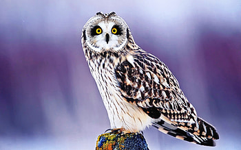 Cute Owl HD wallpaper