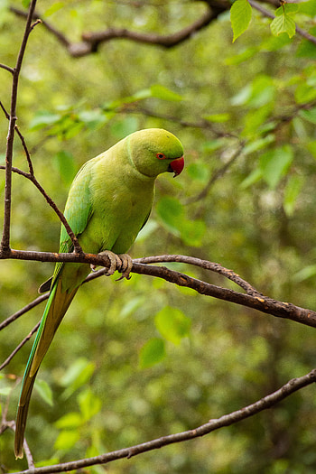 Animals, Parrots, Bird, Kramer Parrot, Kramer's Parrot HD phone wallpaper