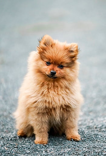 Charming Pomeranian puppy sitting on a road, showcasing its fluffy coat and curious expression. HD phone wallpaper