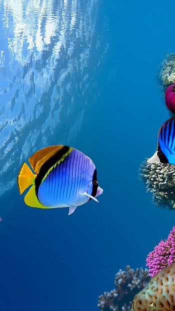 Background , High-quality , Stunning visuals, Aquatic charm HD phone wallpaper