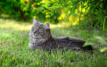 Animals, Grass, Cat, Fluffy, Relaxation, Rest, Sunlight HD wallpaper