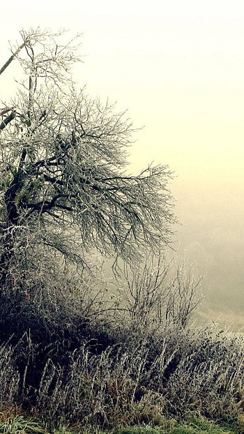 Trees n bushes HD phone wallpaper