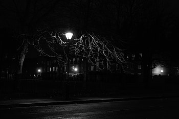 Night, Wood, Tree, Lamp, Lantern, Bw, Chb HD wallpaper