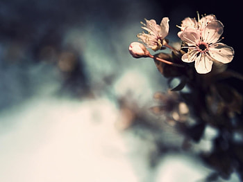 Landscape, Flowers, Background HD wallpaper