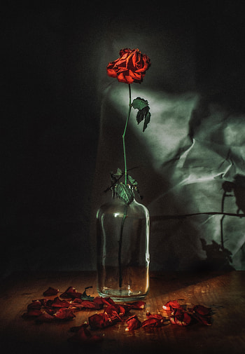 Flowers, Flower, Rose Flower, Rose, Petals, Vase HD phone wallpaper