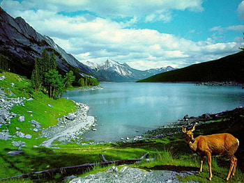 deer in nature, animal, mountains, deer, scenic HD wallpaper