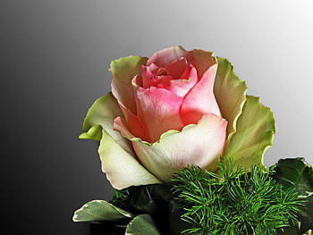 Plants, Flowers, Roses HD wallpaper