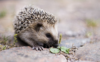 Hedgehog, Wonderful hedgehog wonders, Nature's cutest creations HD wallpaper