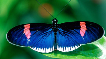 Butterfly, animals HD wallpaper