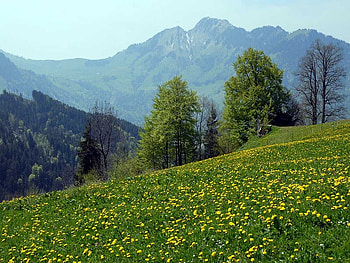 Meadows, greenery, nature, mountains HD wallpaper