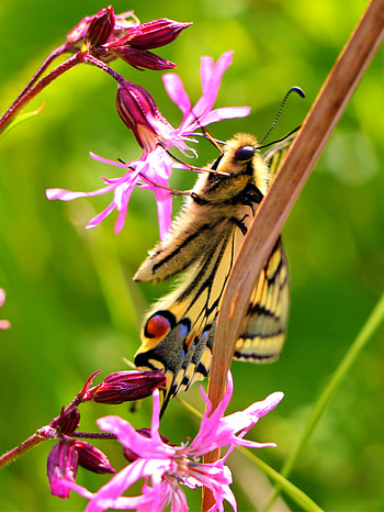 Animals, Flowers, Pattern, Butterfly, Wings HD phone wallpaper