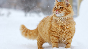 Animals, Snow, Cat, Stroll, Fat, Thick HD wallpaper