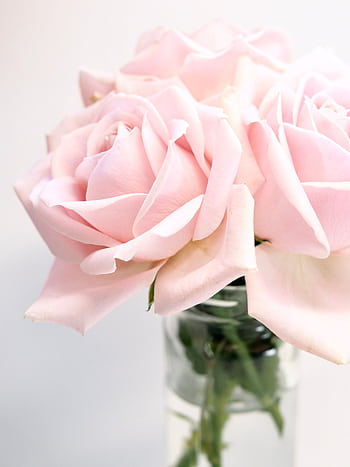 Soft pink roses elegantly arranged in a clear glass vase, showcasing their delicate petals. HD phone wallpaper