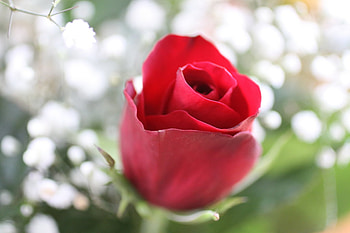 another red rose, rose, flower, love, red, passion, romantic HD wallpaper