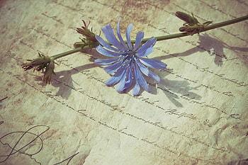 Blue flower, graphy HD wallpaper