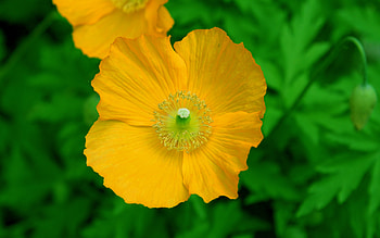 Spring Bloom, garden, beautiful, nature, flowers HD wallpaper