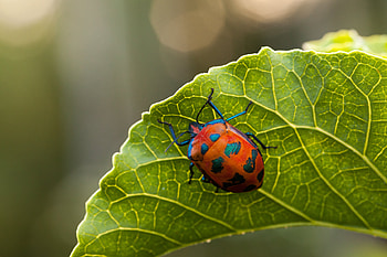 Beetle, Bug , Animal, Backgrounds HD wallpaper
