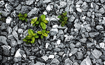 Plants, Background, Stones, Leaves HD wallpaper