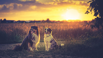 Australian Shepherds , australian-shepherd, animals, dog, field, sunset HD wallpaper