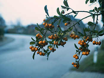 Nature, Berries, Blur, Smooth, Branch, Rowan HD wallpaper