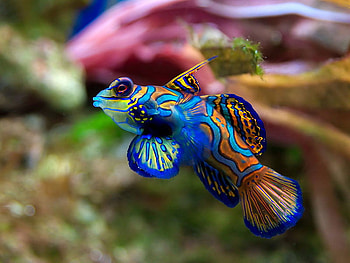 tropical, marine, colorful, fish, dragonet HD wallpaper
