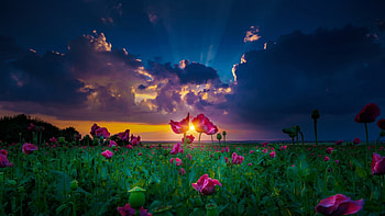 Sunset over flowers, Field, Sunset, Sunlight, Clouds HD wallpaper