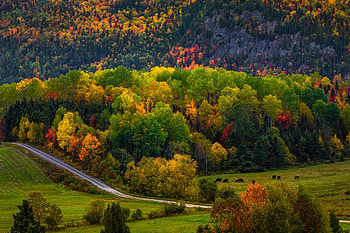 ❤️, Field, Road, Cows, Trees HD wallpaper