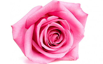 Pink rose, rose, pink, flowers, petals HD wallpaper