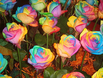 dream flowers, colorful, plants, buds, soft, beauty, nice, rose, delicate, blossoms, nature, flowers, blooms, lovely HD wallpaper
