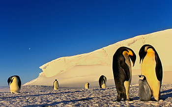 Antarctica HD wallpaper
