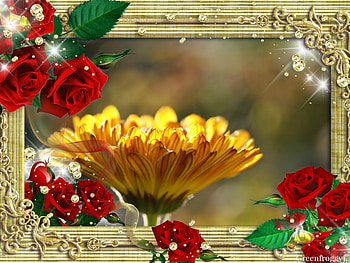FLOWER FRAMED, ART, FLOWER, FRAMED HD wallpaper