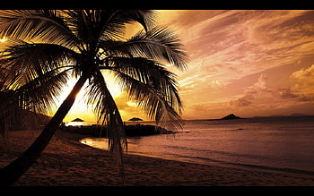 Early Morning Paradise, palm tree, peaceful, nightfall, sunrise, beach HD wallpaper