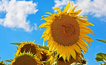 Flowers, Sunflowers, Sky, Summer, Mood, Hats, Sunny HD wallpaper