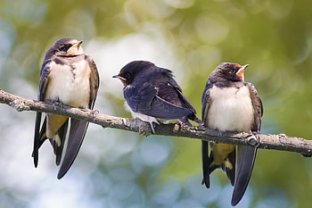 Family, Swallow HD wallpaper