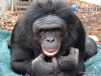 great apes kanzi, animal, great, kanzi, nature, apes, wild HD wallpaper