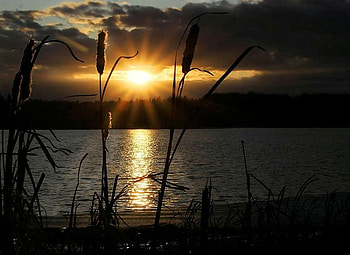 Evening light, stalks, golden, beautiful, grass, reflection, light, clouds, water, silhouette HD wallpaper