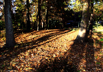 an autumn walk, autumn, woods, graphy, fall HD wallpaper