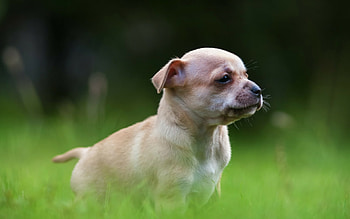 Captivating puppy , Animal adorableness HD wallpaper